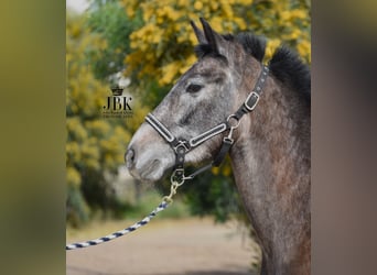 Andalusian, Gelding, 1 year, 14.3 hh, Gray
