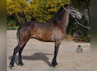 Andalusian, Gelding, 1 year, 14.3 hh, Gray