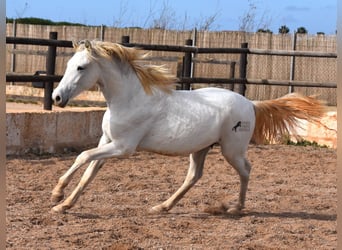Andalusian, Gelding, 1 year, 15.3 hh, Gray