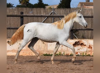 Andalusian, Gelding, 1 year, 15.3 hh, Gray