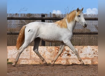 Andalusian, Gelding, 1 year, 15.3 hh, Gray