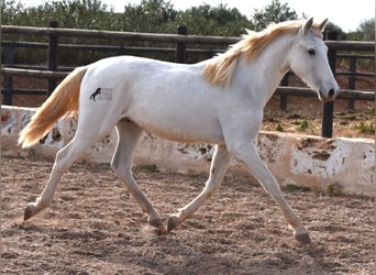 Andalusian, Gelding, 1 year, 15.3 hh, Gray