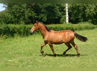 Andalusian, Gelding, 1 year, Brown-Light