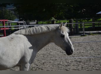 Andalusian Mix, Gelding, 29 years, 13,2 hh, Grey