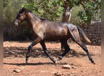 Andalusian, Gelding, 2 years, 14.2 hh, Gray