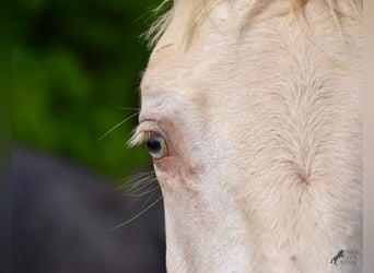 Andalusian, Gelding, 2 years, 14.2 hh, Perlino