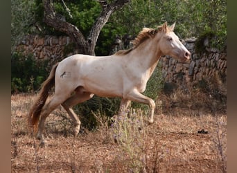 Andalusian, Gelding, 2 years, 14.2 hh, Perlino