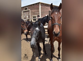 Andalusian, Gelding, 2 years, 15.1 hh, Brown