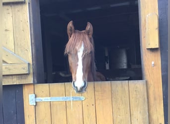 Andalusian Mix, Gelding, 2 years, 15.1 hh, Chestnut-Red