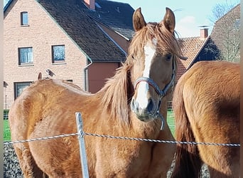 Andalusian Mix, Gelding, 2 years, 15.1 hh, Chestnut-Red