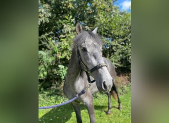 Andalusian, Gelding, 2 years, 15.1 hh, Gray-Dark-Tan