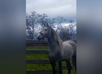 Andalusian, Gelding, 2 years, 15.1 hh, Gray