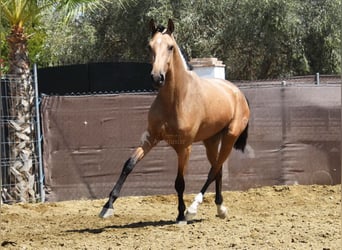 Andalusian, Gelding, 2 years, 15.2 hh, Dun
