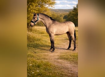 Andalusian, Gelding, 2 years, 15.2 hh, Dun