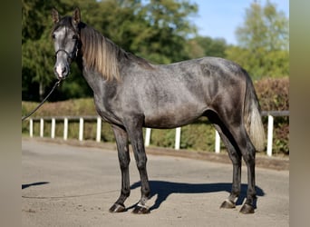Andalusian, Gelding, 2 years, 15.2 hh, Gray-Dapple