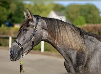 Andalusian, Gelding, 2 years, 15.2 hh, Gray-Dapple