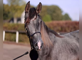Andalusian, Gelding, 2 years, 15.2 hh, Gray-Dapple