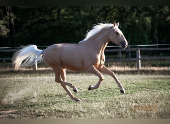 Andalusian Mix, Gelding, 2 years, 15.2 hh, Palomino