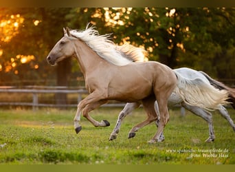 Andalusian Mix, Gelding, 2 years, 15.2 hh, Palomino