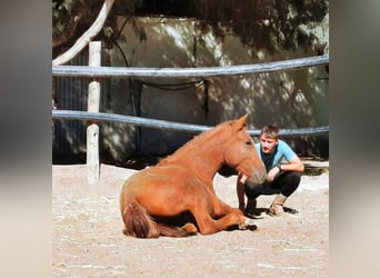 Andalusian, Gelding, 2 years, 15,3 hh, Chestnut-Red