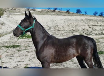 Andalusian, Gelding, 2 years, 15 hh, Black
