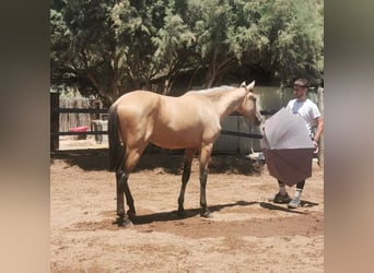 Andalusian, Gelding, 2 years, 15 hh, Dun