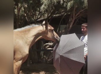 Andalusian, Gelding, 2 years, 15 hh, Dun