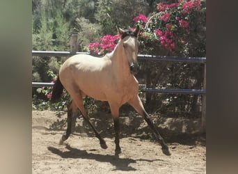 Andalusian, Gelding, 2 years, 15 hh, Dun