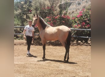 Andalusian, Gelding, 2 years, 15 hh, Dun