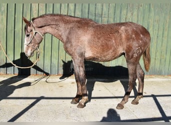 Andalusian, Gelding, 2 years, 15 hh, Grey
