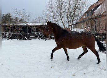 Andalusian, Gelding, 2 years, 15,2 hh, Brown