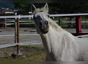 Andalusian Mix, Gelding, 30 years, 13.2 hh, Grey