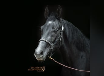 Andalusian Mix, Gelding, 3 years, 14.2 hh, Black