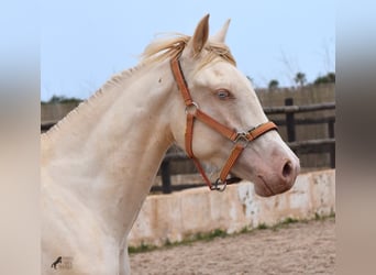 Andalusian, Gelding, 3 years, 14.2 hh, Cremello