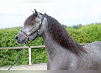 Andalusian, Gelding, 3 years, 14.2 hh, Gray-Blue-Tan