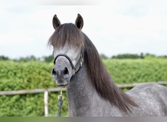 Andalusian, Gelding, 3 years, 14.2 hh, Gray-Blue-Tan