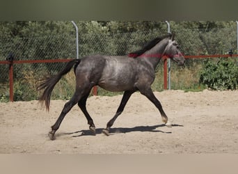 Andalusian, Gelding, 3 years, 14.2 hh, Gray