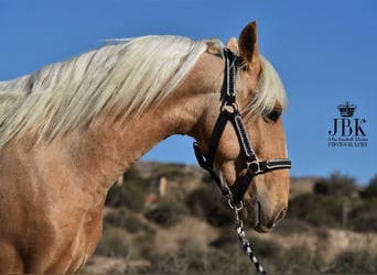 Andalusian, Gelding, 3 years, 14.2 hh, Palomino
