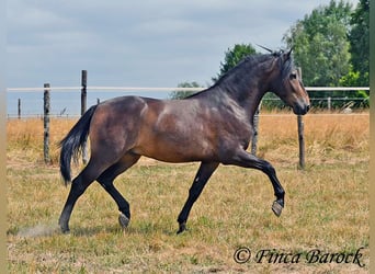 Andalusian, Gelding, 3 years, 14.2 hh, Smoky-Black