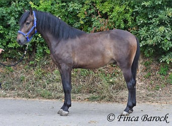 Andalusian, Gelding, 3 years, 14.2 hh, Smoky-Black