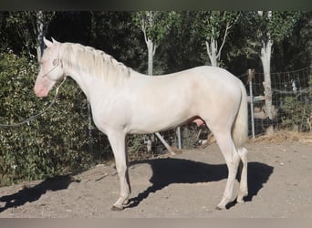 Andalusian, Gelding, 3 years, 14,2 hh, White