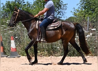 Andalusian, Gelding, 3 years, 14.3 hh, Black