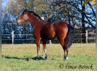 Andalusian, Gelding, 3 years, 14,3 hh, Brown