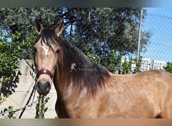 Andalusian, Gelding, 3 years, 14.3 hh, Dun