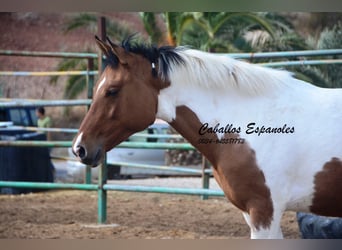 Andalusian, Gelding, 3 years, 14.3 hh, Pinto