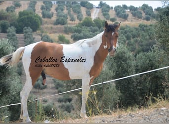 Andalusian, Gelding, 3 years, 14.3 hh, Pinto