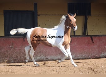 Andalusian, Gelding, 3 years, 14.3 hh, Pinto