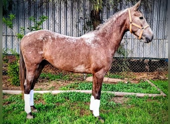 Andalusian, Gelding, 3 years, 14,2 hh, Brown Falb mold
