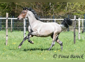 Andalusian, Gelding, 3 years, 14,2 hh, Roan-Bay