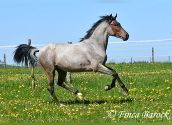 Andalusian, Gelding, 3 years, 14,2 hh, Roan-Bay